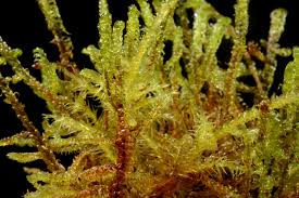 Attēlu rezultāti vaicājumam “Hamatocaulis vernicosus”