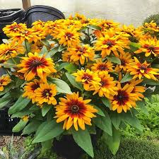 Attēlu rezultāti vaicājumam “Rudbeckia hirta var. hirta”