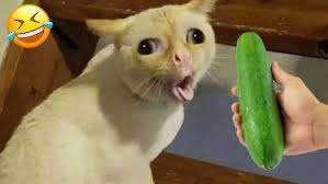 Image result for funniest picture ever