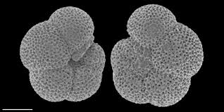 Attēlu rezultāti vaicājumam “Oligonema persimile macro”