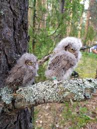 Image result for Otus scops