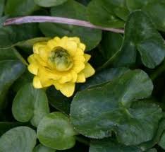 Attēlu rezultāti vaicājumam “Ficaria verna flower”