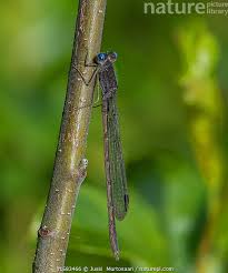 Attēlu rezultāti vaicājumam “Sympecma paedisca”