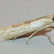 Attēlu rezultāti vaicājumam “Stemonaria irregularis macro”