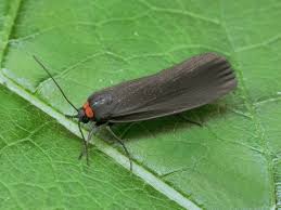 Attēlu rezultāti vaicājumam “Atolmis rubricollis”