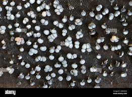 Attēlu rezultāti vaicājumam “Physarum leucophaeum stalked”