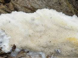 Attēlu rezultāti vaicājumam “Porotheleum fimbriatum”