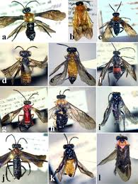 Attēlu rezultāti vaicājumam “Tenthredinidae”