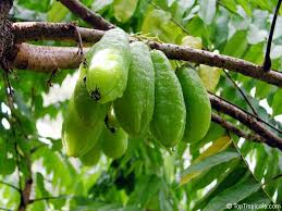 Attēlu rezultāti vaicājumam “Bilimbia tetramera”