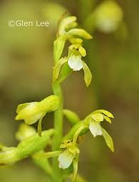 Attēlu rezultāti vaicājumam “Corallorhiza trifida flower”