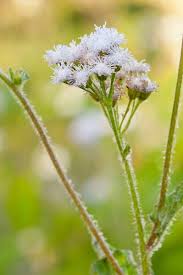 Image result for Ageratum houstonianum