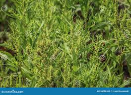 Attēlu rezultāti vaicājumam “Rumex maritimus”