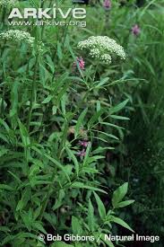 Attēlu rezultāti vaicājumam “Sium latifolium”