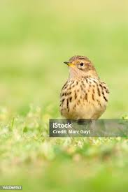 Image result for Anthus cervinus