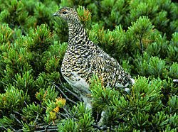 Attēlu rezultāti vaicājumam “Pinus pumila male flower”