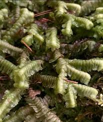 Attēlu rezultāti vaicājumam “Trichocolea tomentella sporophyte”