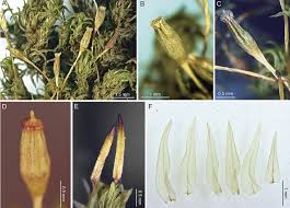 Attēlu rezultāti vaicājumam “Orthotrichum patens sporophyte”