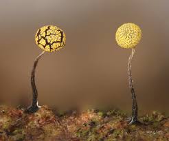 Attēlu rezultāti vaicājumam “Physarum viride stalked”