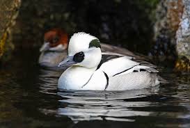 Attēlu rezultāti vaicājumam “Mergus albellus”