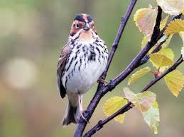 Image result for Emberiza pusilla