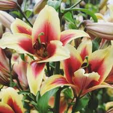 Image result for Lilium martagon `Chameleon`