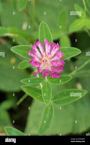 Attēlu rezultāti vaicājumam “Trifolium medium bud”