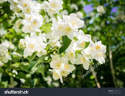 Attēlu rezultāti vaicājumam “Philadelphus lemoinei”