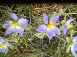 Attēlu rezultāti vaicājumam “Spergularia marina leaf”