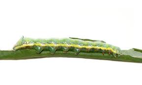 Attēlu rezultāti vaicājumam “Pheosia tremula”