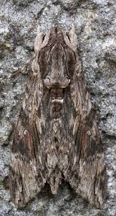 Attēlu rezultāti vaicājumam “Agrius convolvuli”