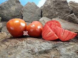 Afbeeldingsresultaat voor erdie family oxheart tomato