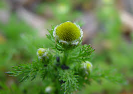 Attēlu rezultāti vaicājumam “Matricaria discoidea flower”