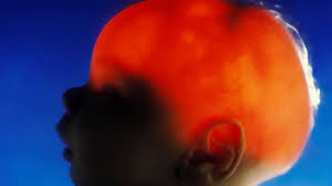 Image result for no brain