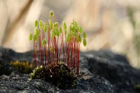 Attēlu rezultāti vaicājumam “Bryum bimum sporophyte”