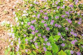 Attēlu rezultāti vaicājumam “Claytonia sibirica flower”