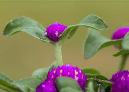 Image result for Kugelamarant