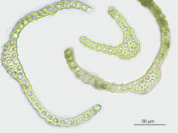 Attēlu rezultāti vaicājumam “Dicranella schreberiana”