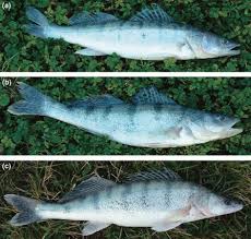 Image result for Sander lucioperca