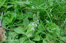 Image result for Veronica officinalis