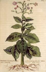 Attēlu rezultāti vaicājumam “Nicotiana tabacum leaf”