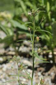 Attēlu rezultāti vaicājumam “Microrrhinum minus”