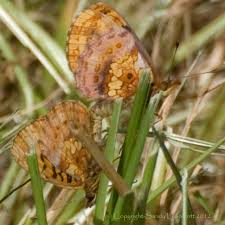 Attēlu rezultāti vaicājumam “Boloria dia upperside”