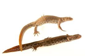 Attēlu rezultāti vaicājumam “Triturus cristatus”