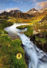 Image result for Alpendistel