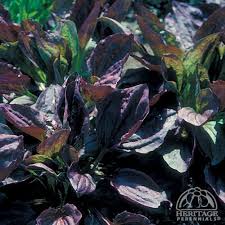 Attēlu rezultāti vaicājumam “Plantago major leaf”