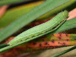 Attēlu rezultāti vaicājumam “Lasiommata megera male”