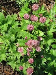 Image result for Astrantia majon `Abbey Road`