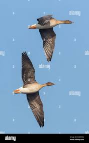 Attēlu rezultāti vaicājumam “Anser serrirostris adult”