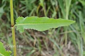 Attēlu rezultāti vaicājumam “Rumex aquaticus leaf”