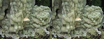 Attēlu rezultāti vaicājumam “Physisporinus vitreus”